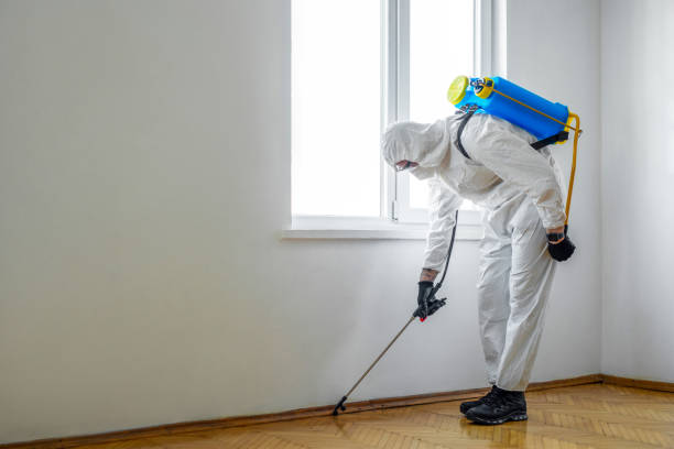 Wasp Removal Services in Manahawkin, NJ