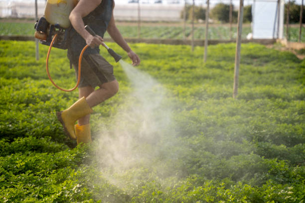 Best Wasp Removal Services  in Manahawkin, NJ