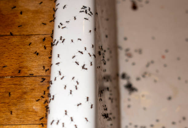 Best Affordable Pest Control Services  in Manahawkin, NJ