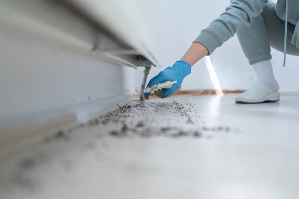 Best Spider Control Near Me  in Manahawkin, NJ
